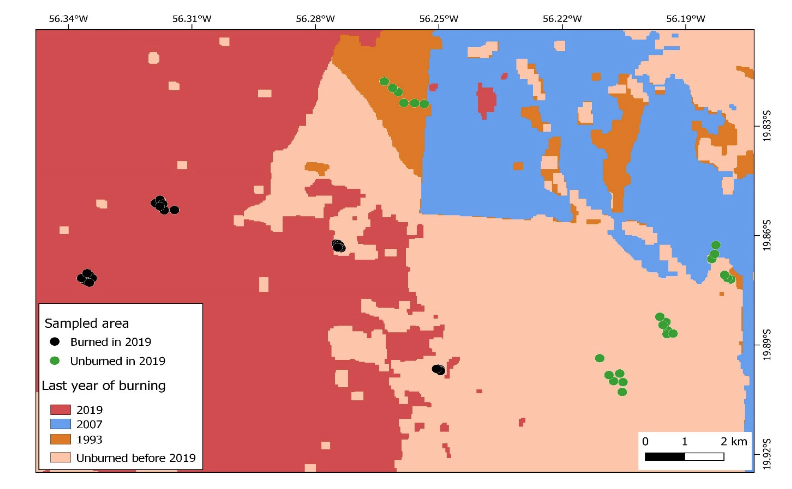  Fire history of the areas assessed after the 2019 fire, Refúgio Ecológico Caiman in the Pantanal of Aquidauana, Miranda, MS. Source: MapBioma, 2024